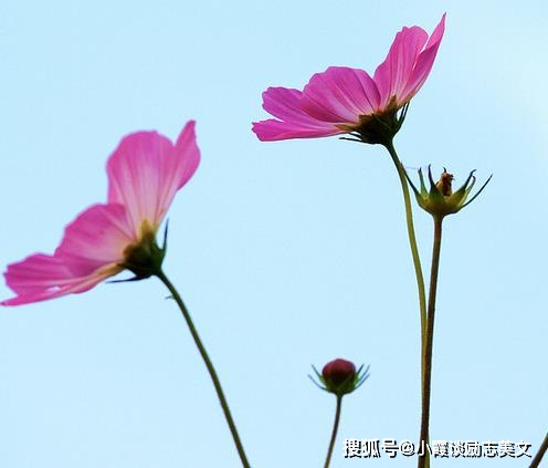 未来一周，四生肖桃花绽放，爱情甜蜜，幸福美好