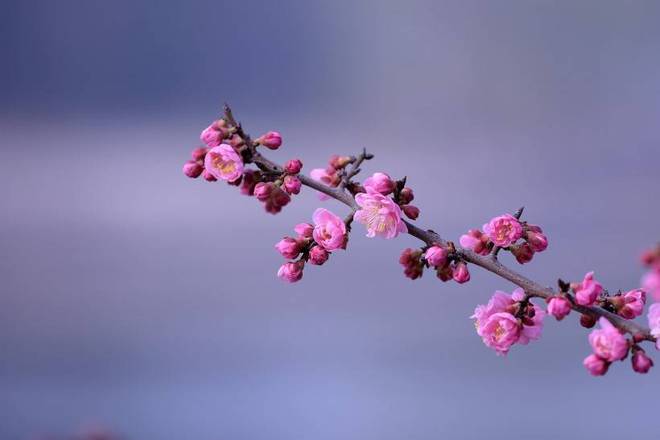 下周四大生肖桃花来袭，月老牵线，爱情自动降临